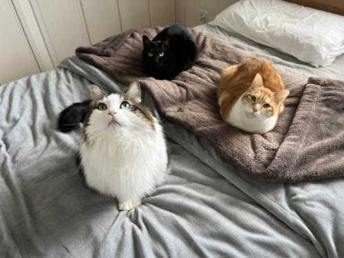3匹の猫