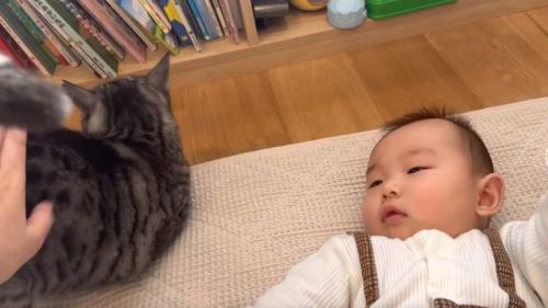 猫と赤ちゃん