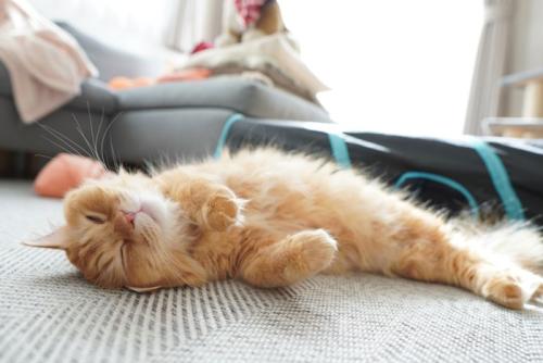 仰向けになる猫
