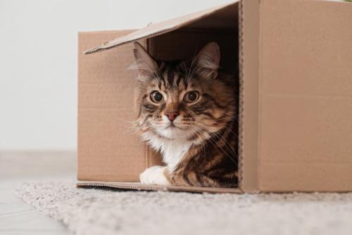 段ボールから顔を出す猫