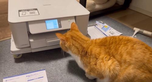 プリンターを見ている猫