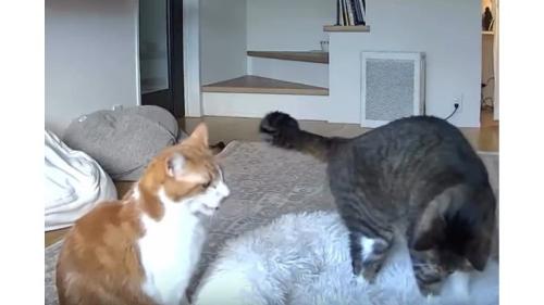カメラに映る猫