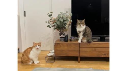 室内にいる猫