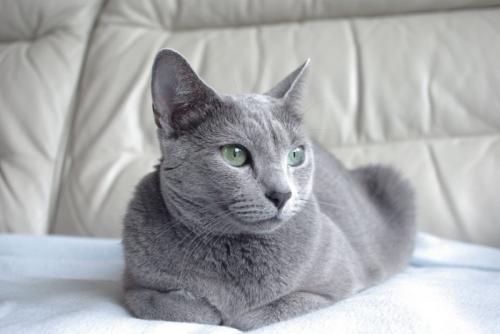 リラックスする猫