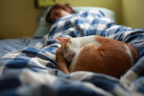 ベッドの上で丸くなって寝る猫