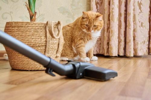 掃除機を見る猫