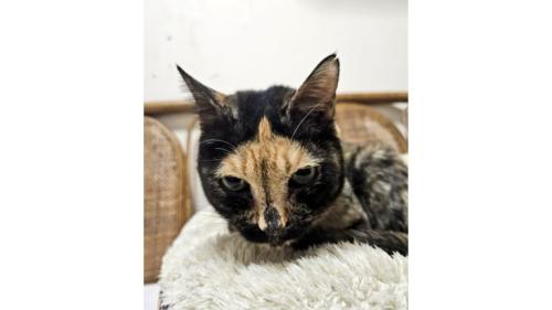 室内にいる猫