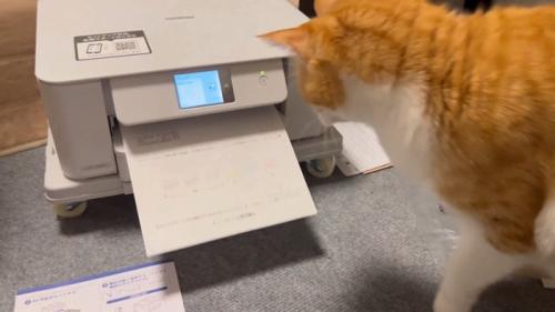 立ち上がる猫