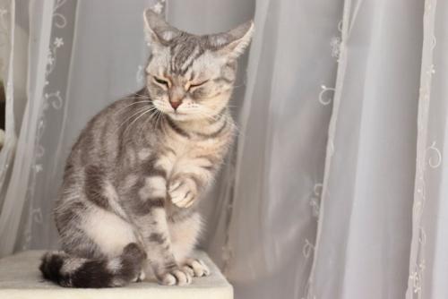 イカ耳する猫