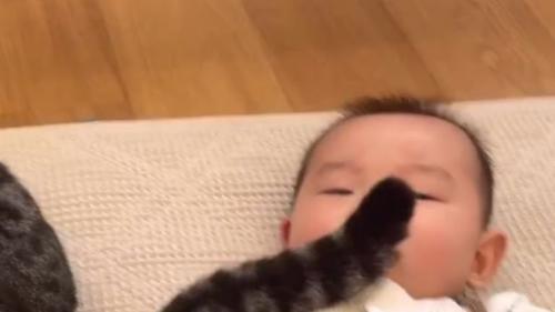 猫と赤ちゃん