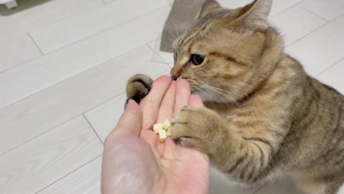 必死に匂いを嗅いでいる様子