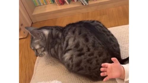 猫と赤ちゃん