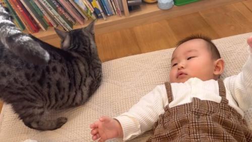 猫と赤ちゃん