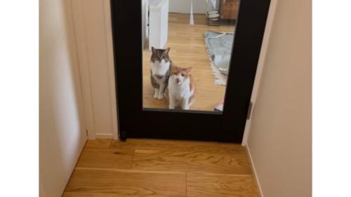 ドアの前の猫