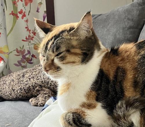 うとうとしている猫