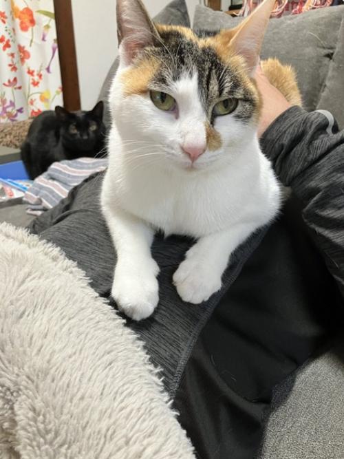 ご主人の上に座る猫