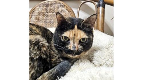 室内にいる猫