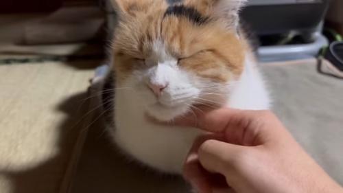 顎撫で