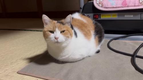 カメラ目線