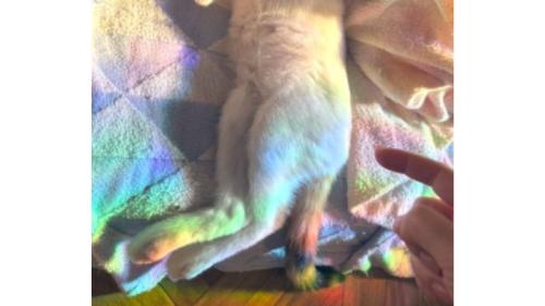 猫のお腹