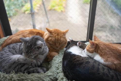 窓辺の猫たち