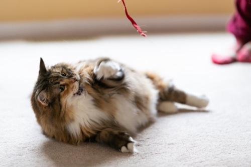 転がって遊ぶ猫