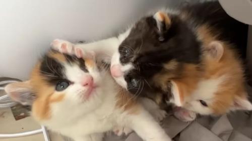 寄り添う子猫たち