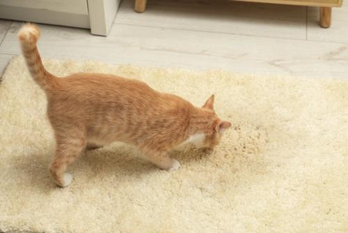 カーペットのニオイを嗅ぐ猫