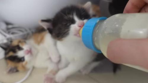 ミルクを飲む猫
