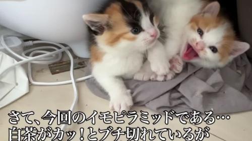 寄り添う子猫たち
