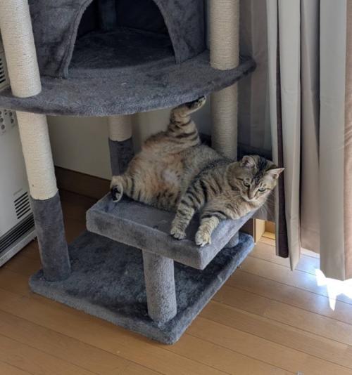 キャットタワーでくつろぐ猫