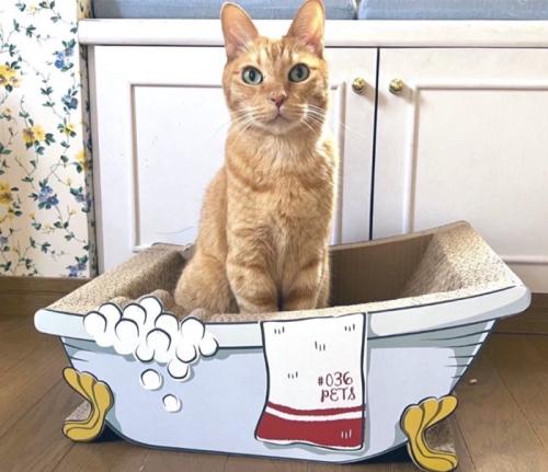 爪とぎに座る猫