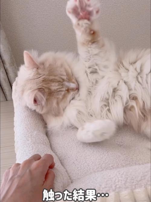 腕を広げる猫