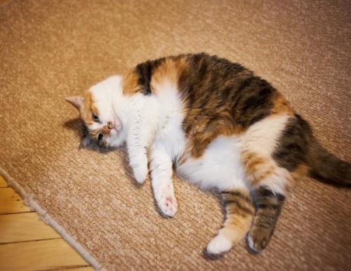太った三毛猫