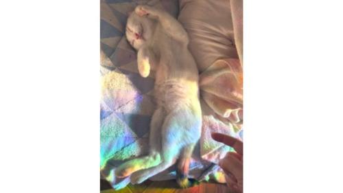 寝ている猫