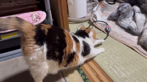 のびをする姿