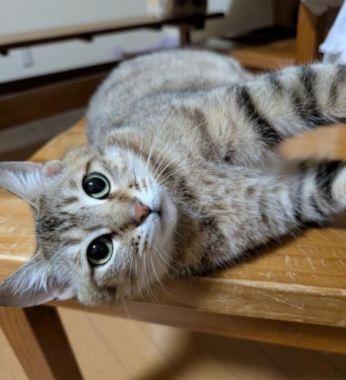 横になる猫