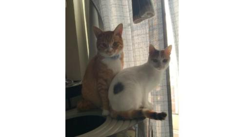 室内にいる猫
