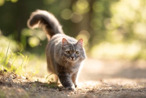 外の世界を散歩する猫