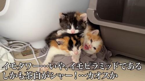 寄り添う子猫たち
