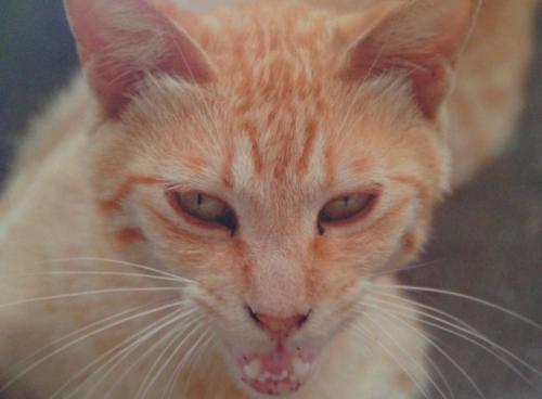 やせた猫