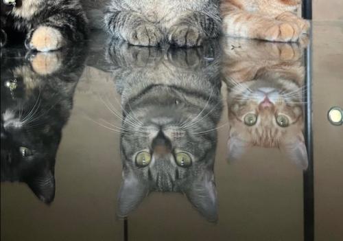 机に映る3匹の猫
