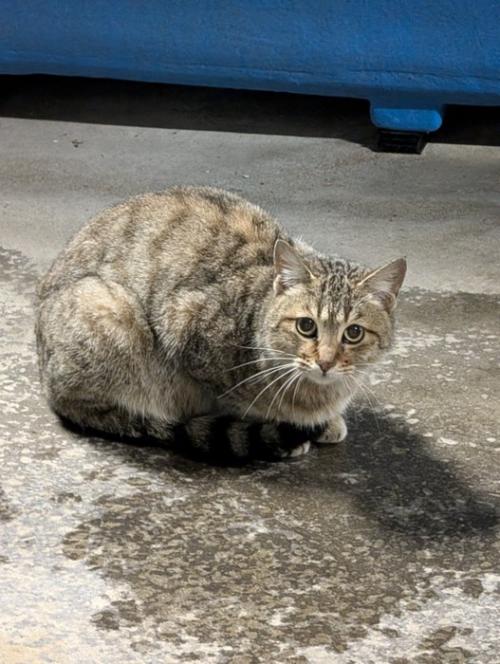 外で座る猫