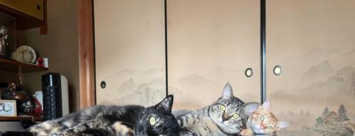 机の上で寝そべる3匹の猫