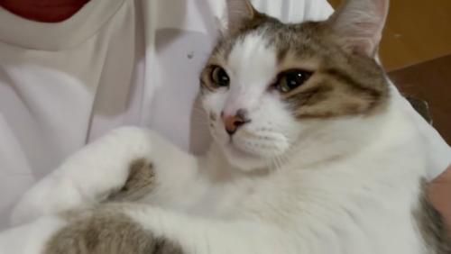 お目々がうるうるのコトくん