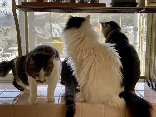 集まる猫たち