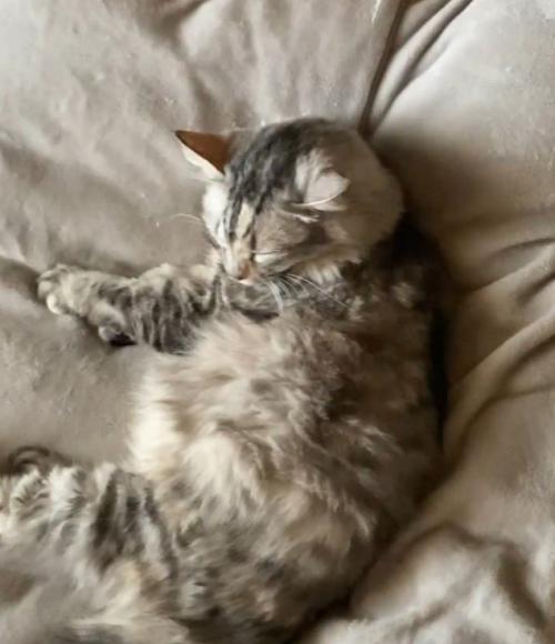 布団で寝る猫