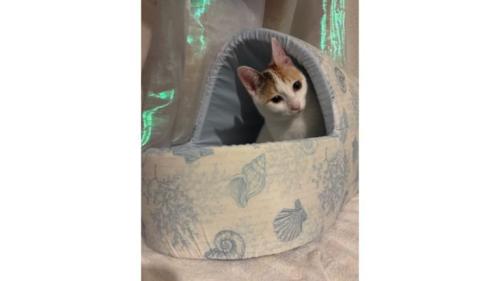 室内にいる猫