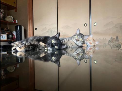 机に反射する猫