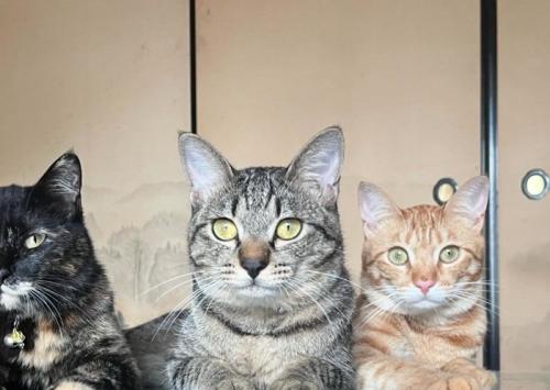 3匹の猫